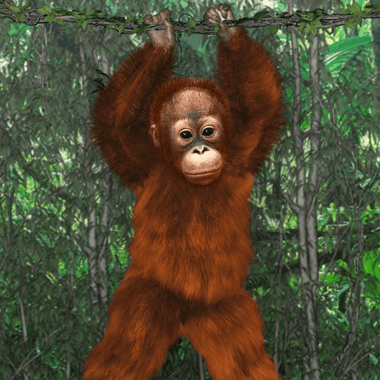 Where's the Orangutan - What was that? James and Joy see a flash of orange on the beach where they were playing. How will the children help the little Mango return to his mother? Step into the Malaysian Jungle and embark on a cultural adventure. Where’s t