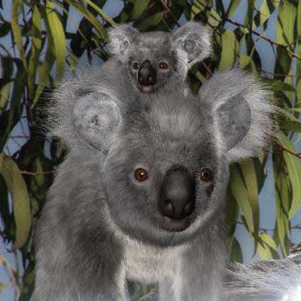 Where's the Koala - What was that? asked James and Joy. Hearing a splash, they find a little Koala has fallen into the billabong. How will the children help the Dew Drop return to his home high up the eucalyptus tree? Climb up a eucalyptus tree and embark