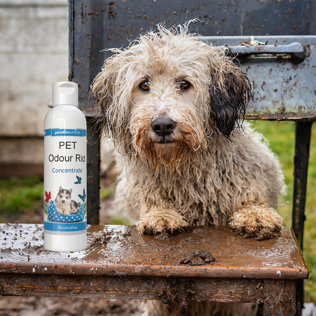 Pet Odour Rid Concentrate Paradise Nutrients