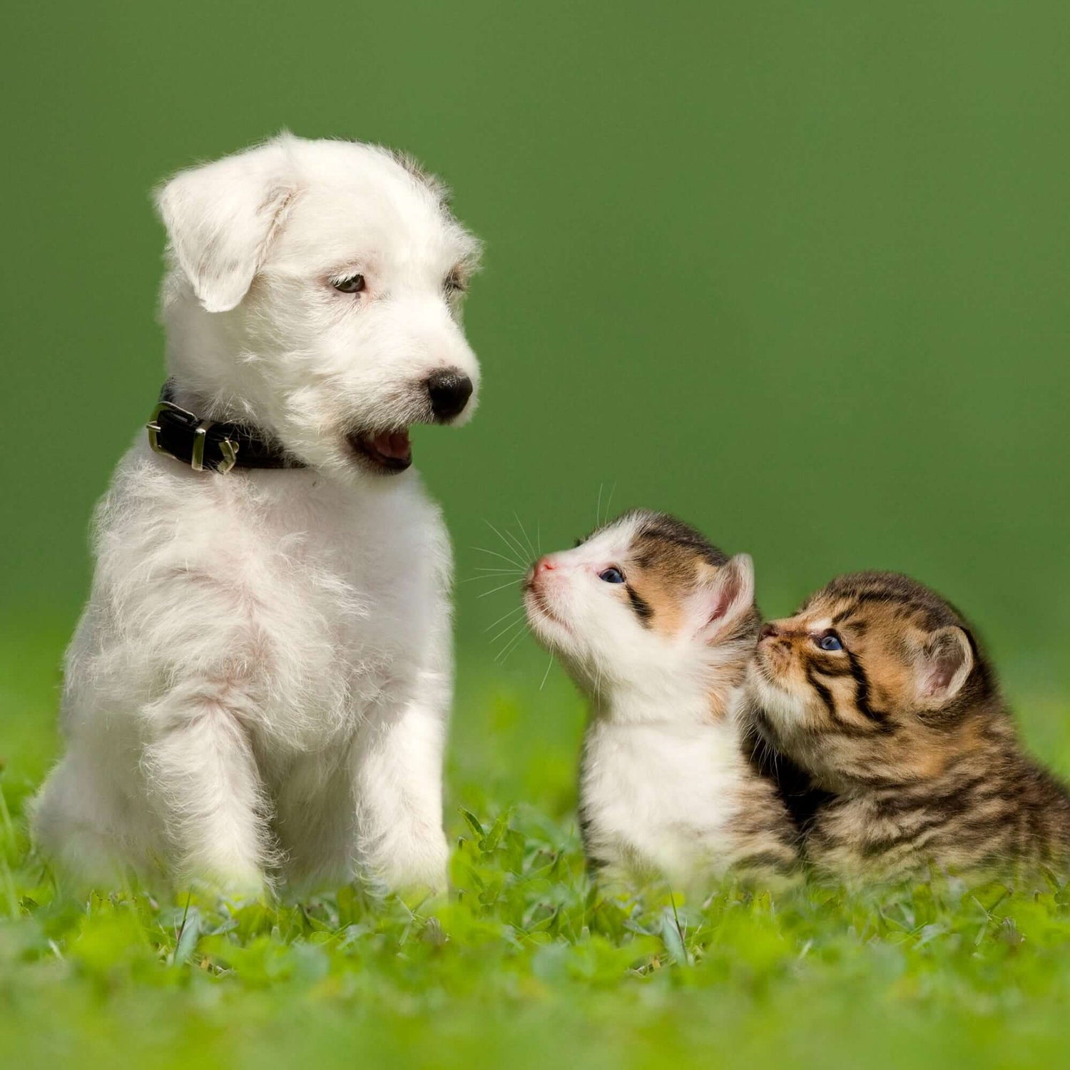 Puppy and two kittens sitting on grass, looking at each other playfully in bright daylight.