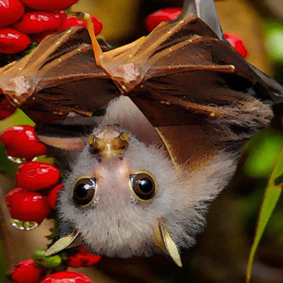 A fluffy bat hanging upside down surrounded by vibrant red berries and green leaves.
